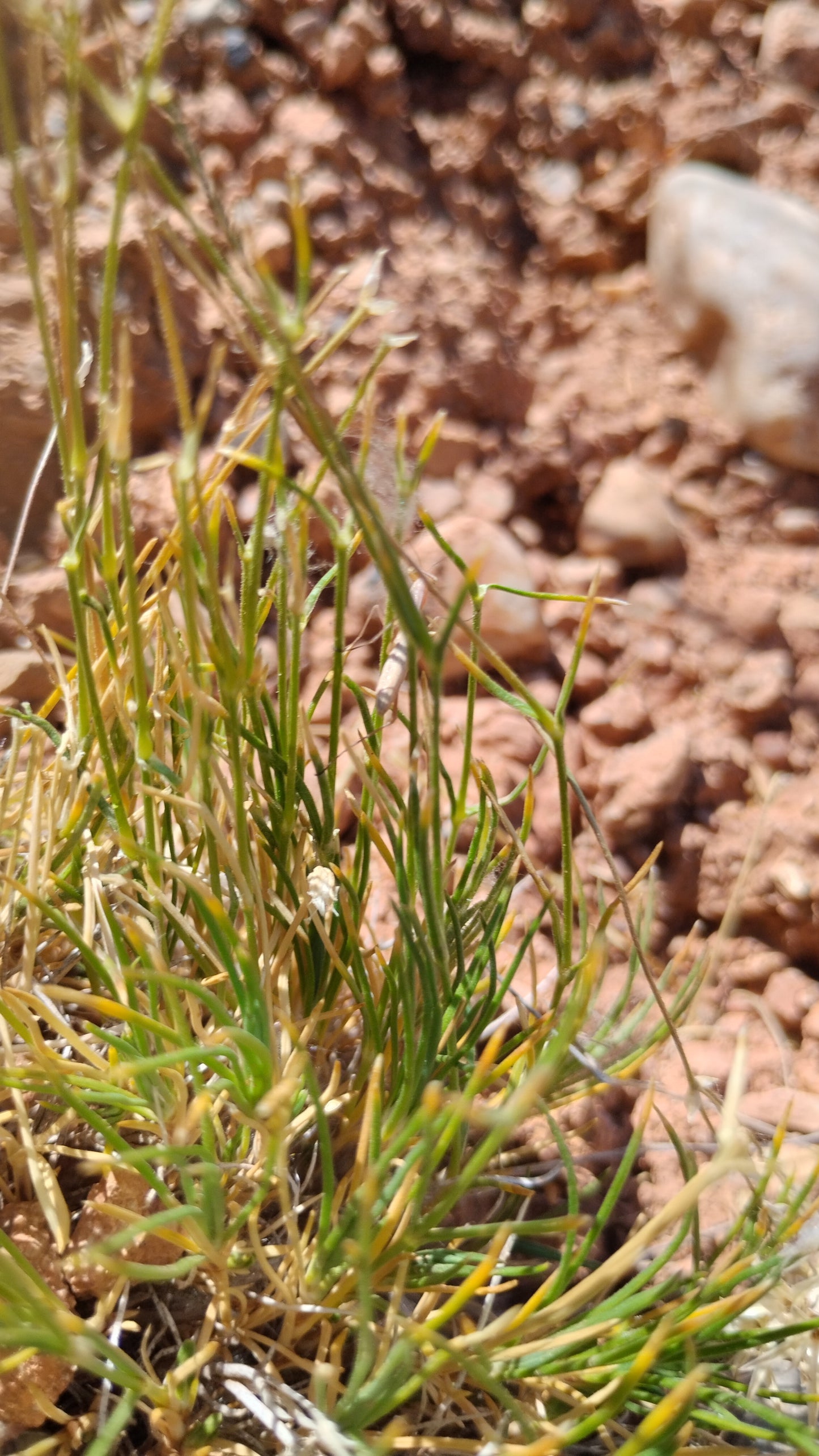 Eremogone kingii var. kingii (King's Sandwort) 90 Seeds