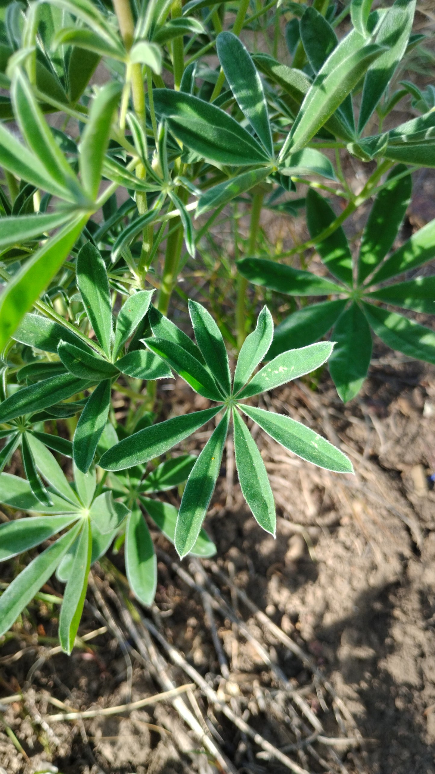 Lupinus sericeus (Silky Lupine)