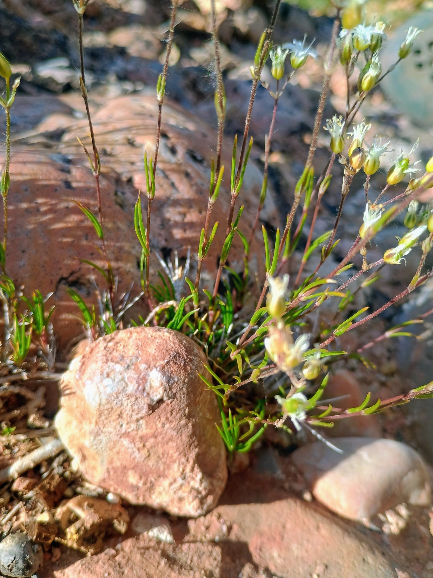 Eremogone kingii var. kingii (King's Sandwort) 90 Seeds