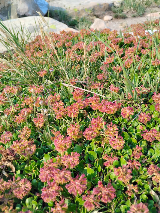 Eriogonum umbellatum var. porteri (Porter's Sulphur Buckwheat) 100 Seeds