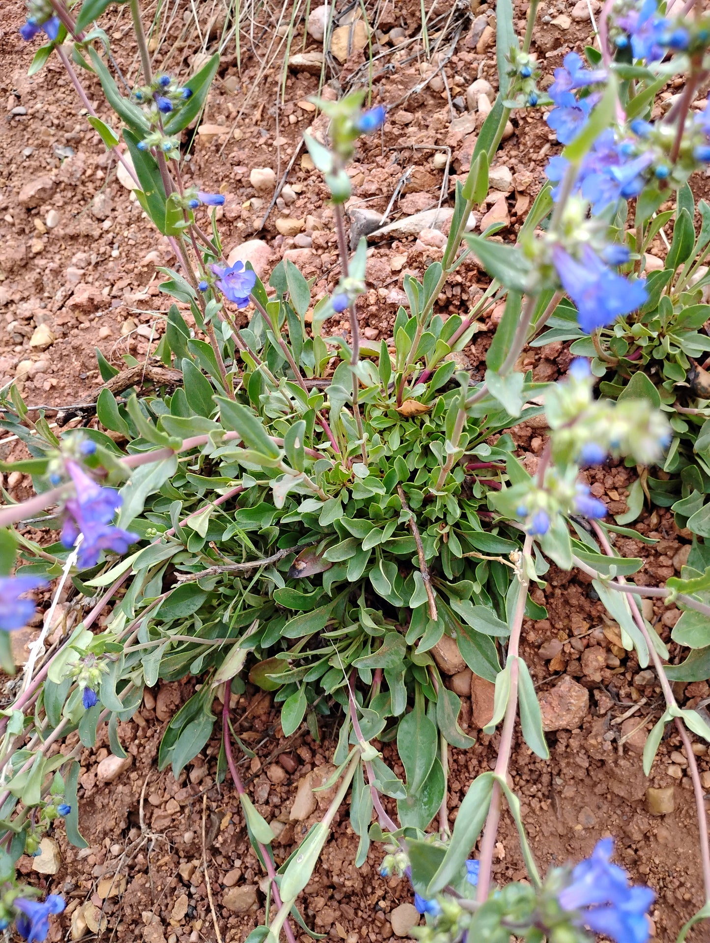 Penstemon humilis (Low Penstemon) 100 seeds