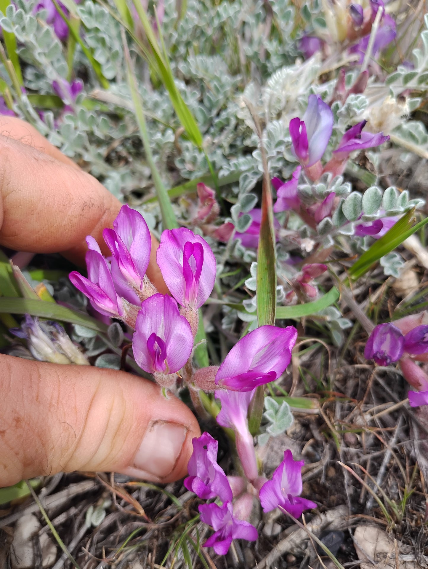 Astragalus purshii var. glareosus (Woollypod aka Gravel Milkvetch) 60 Seeds