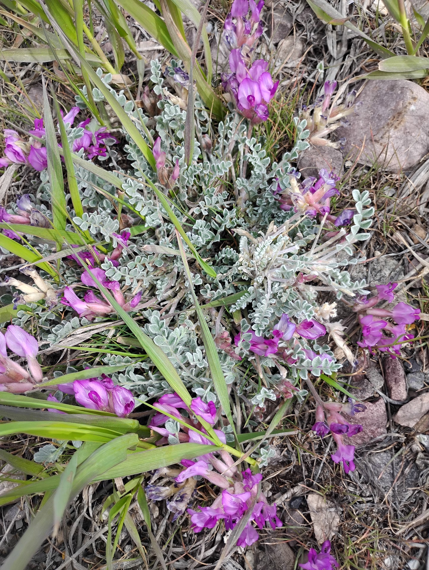 Astragalus purshii var. glareosus (Woollypod aka Gravel Milkvetch) 60 Seeds