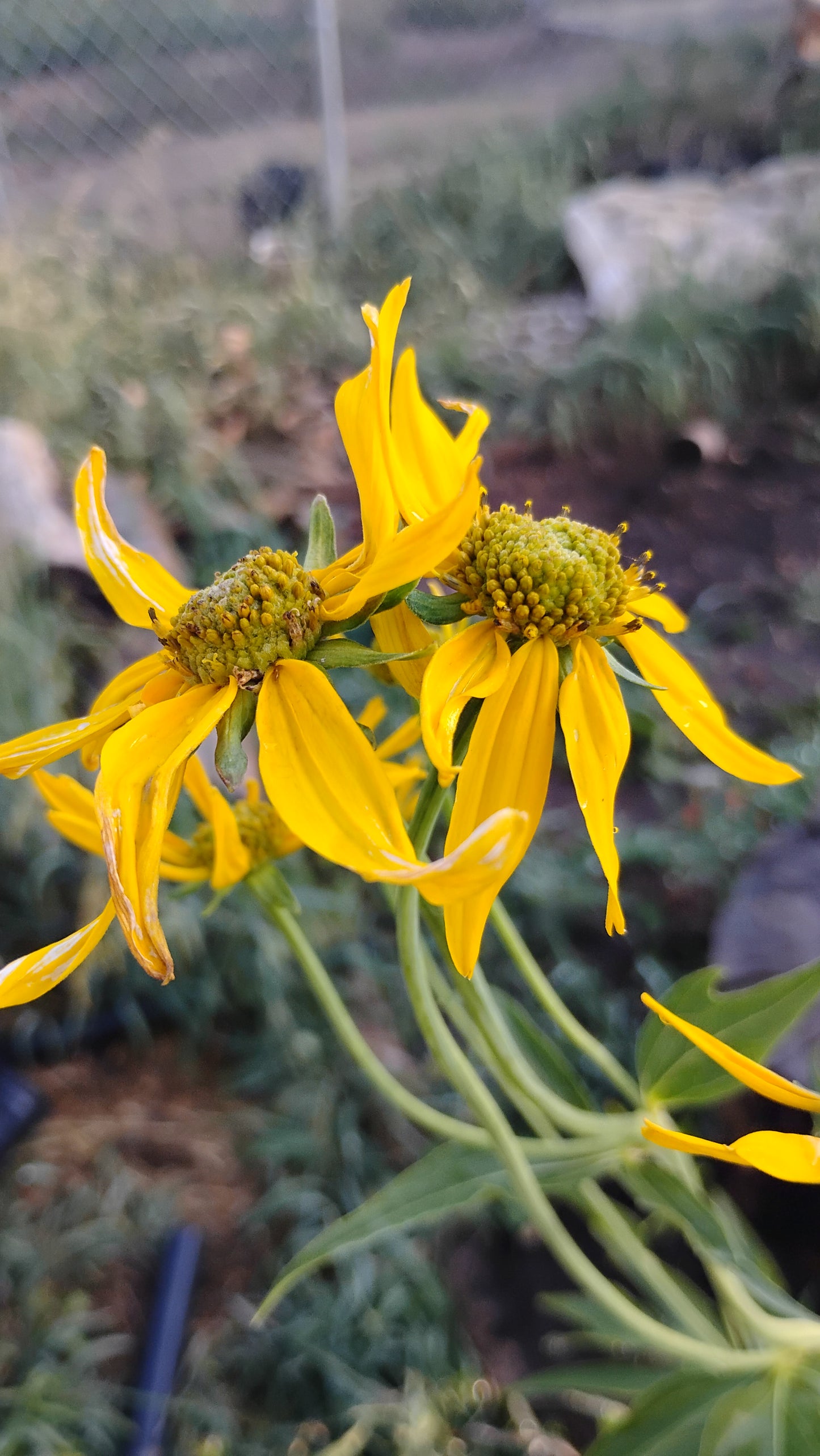 Rudbeckia lacianata v. ampla (Cut leaf Coneflower)