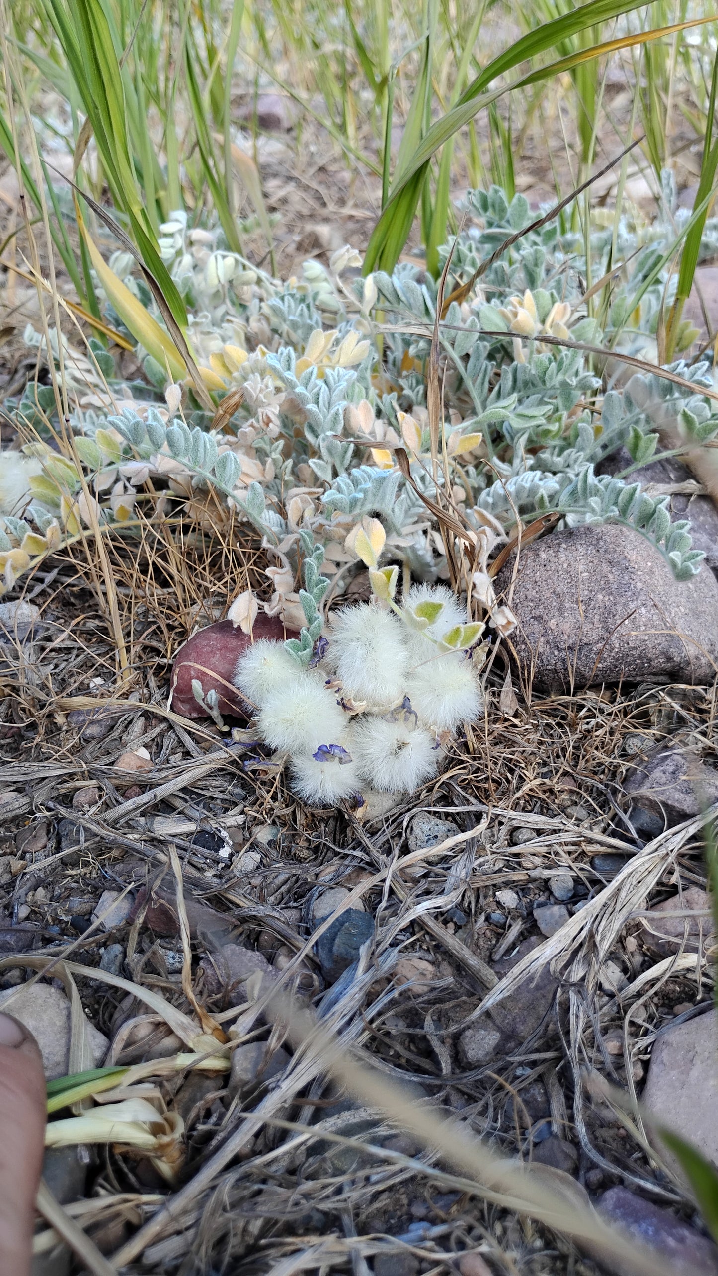 Astragalus purshii var. glareosus (Woollypod aka Gravel Milkvetch) 60 Seeds