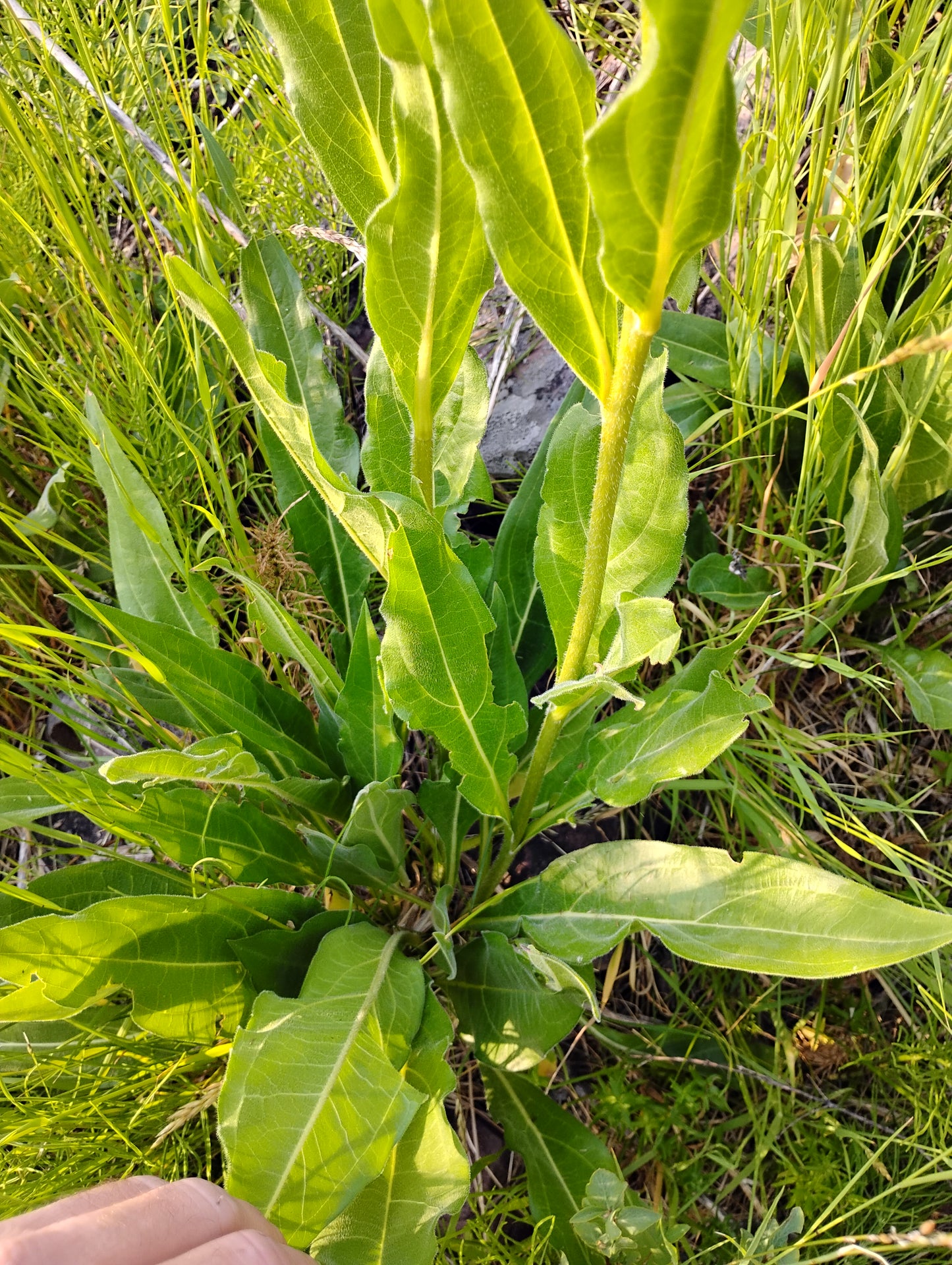 Helianthella quinquenervis (Dwarf Nodding Sunflower)