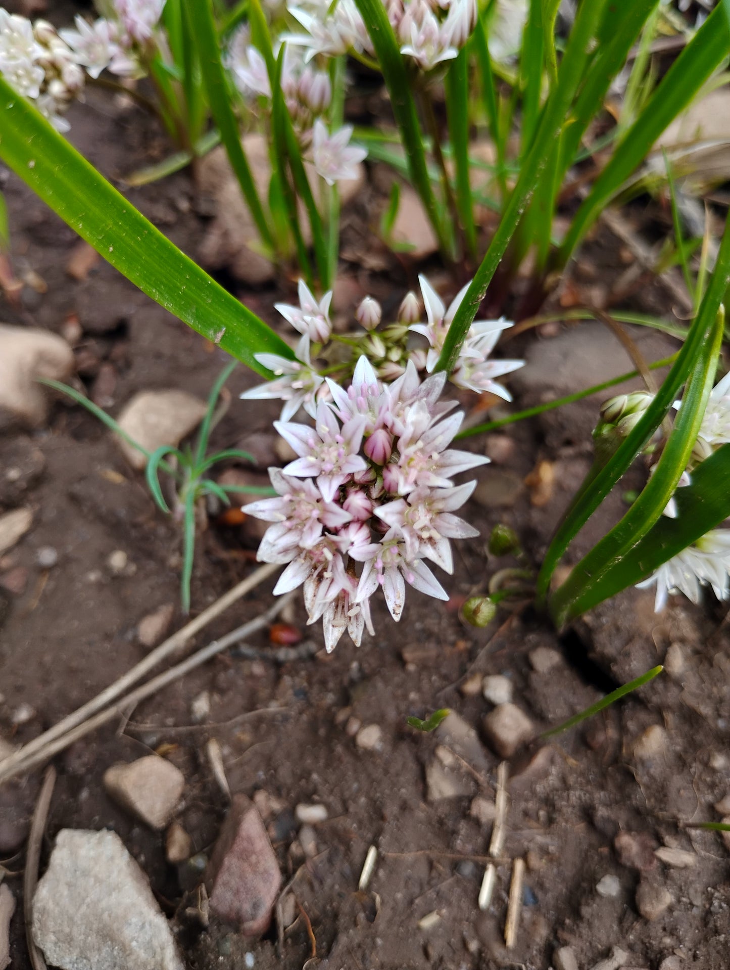 Allium brandegeei (Brandegee's Onion) 60 Seeds