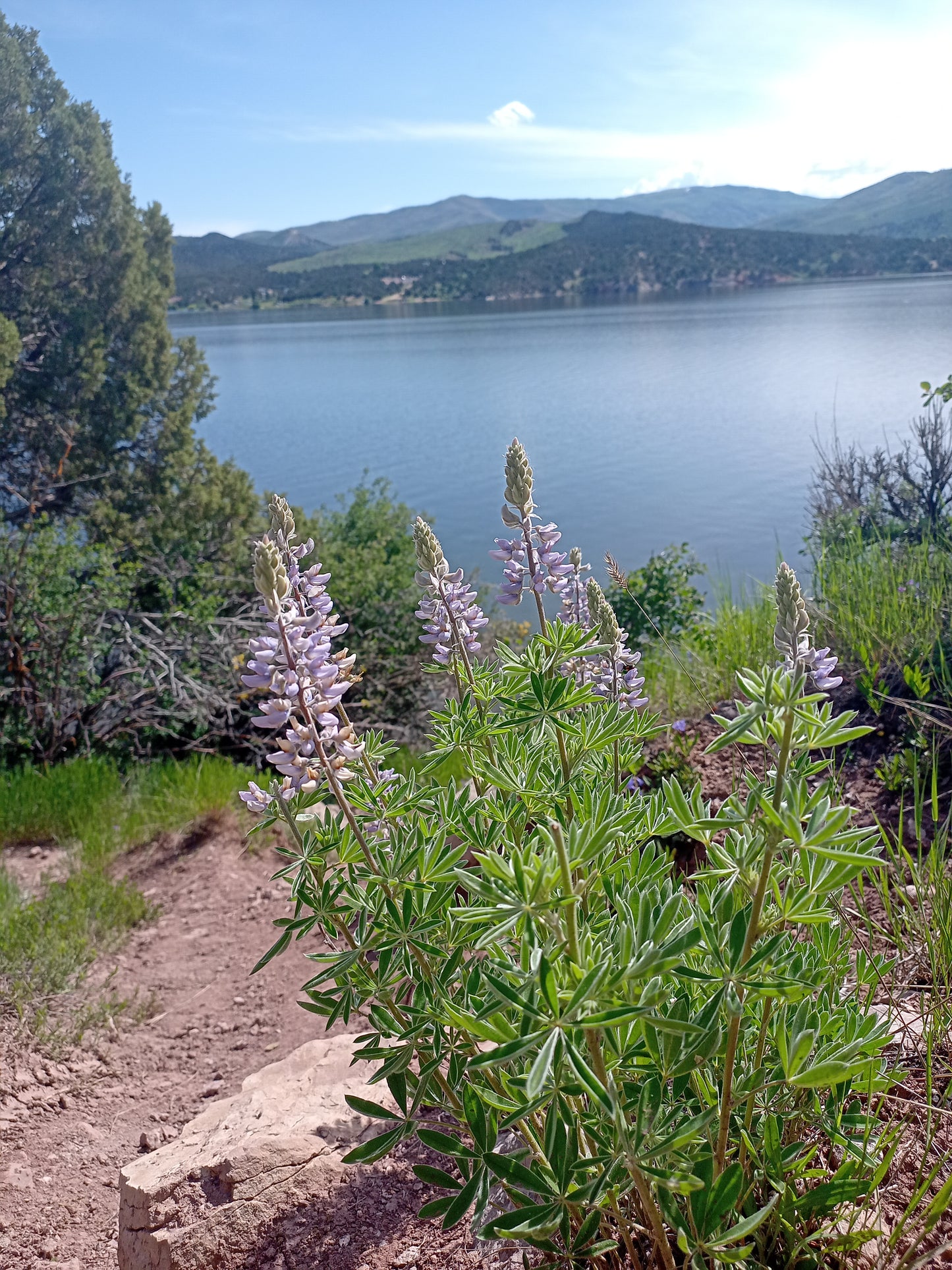 Lupinus sericeus (Silky Lupine)