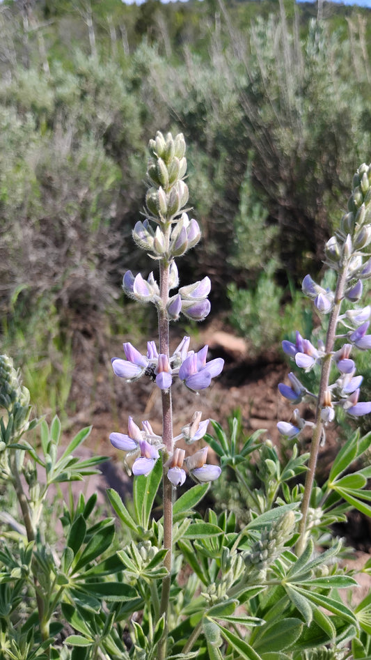 Lupinus sericeus (Silky Lupine)