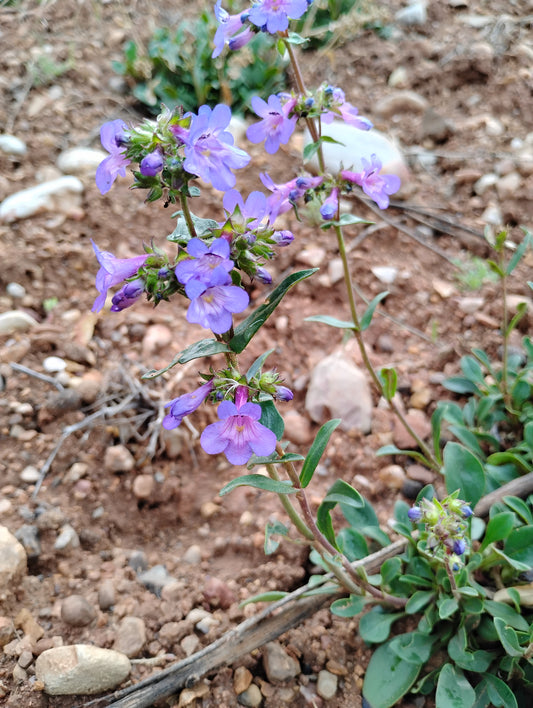 Penstemon humilis (Low Penstemon) 100 seeds