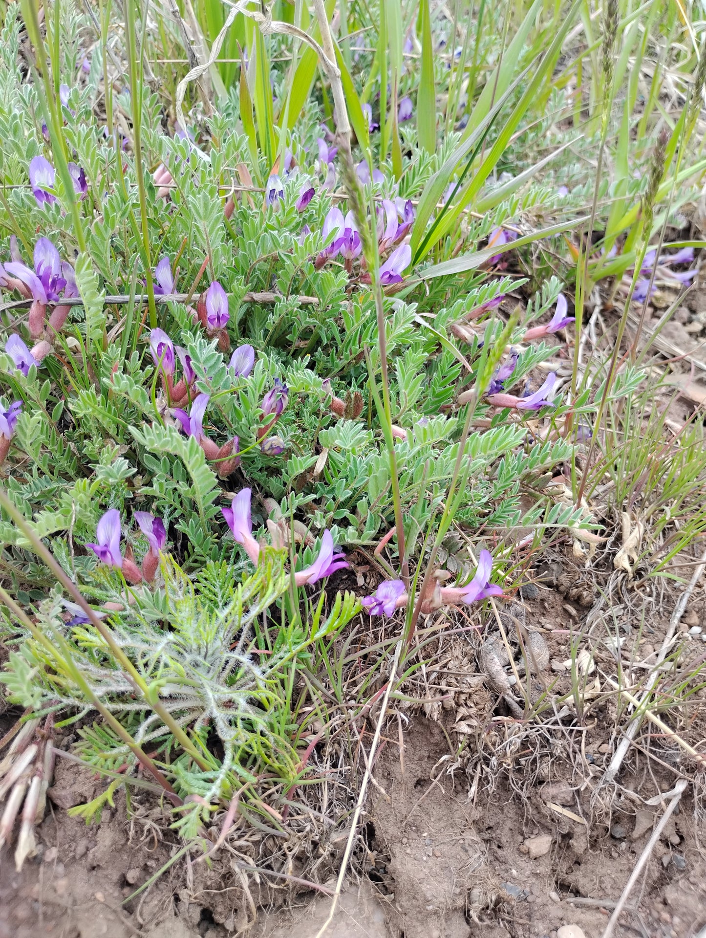 Astragalus argophyllus var. martinii (Silverleaf aka Martin's Milkvetch) 80 Seeds