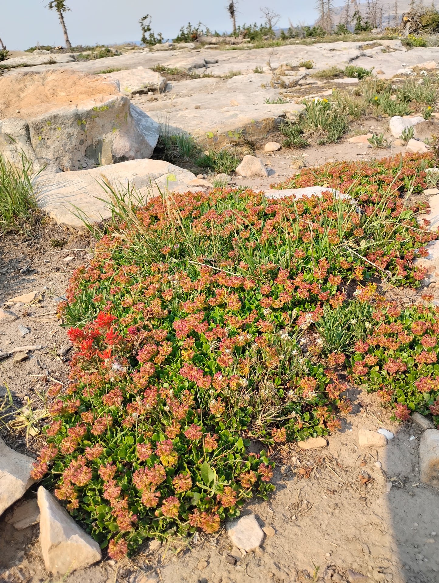 Eriogonum umbellatum var. porteri (Porter's Sulphur Buckwheat) 100 Seeds