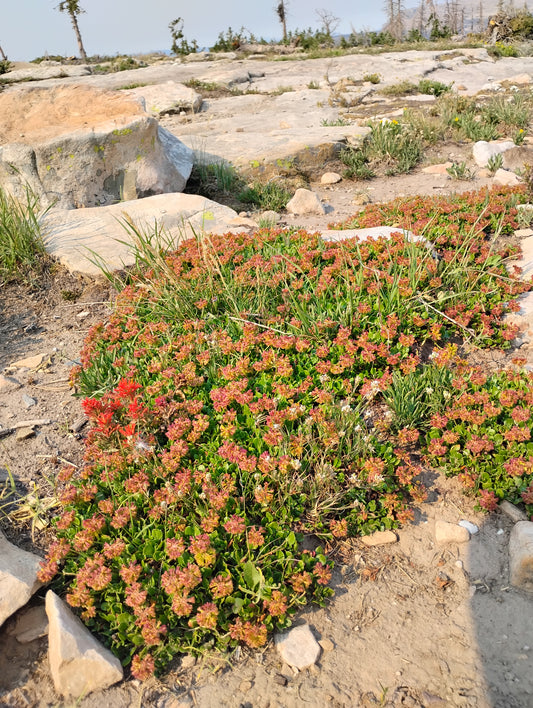 Eriogonum umbellatum var. porteri (Porter's Sulphur Buckwheat) 100 Seeds