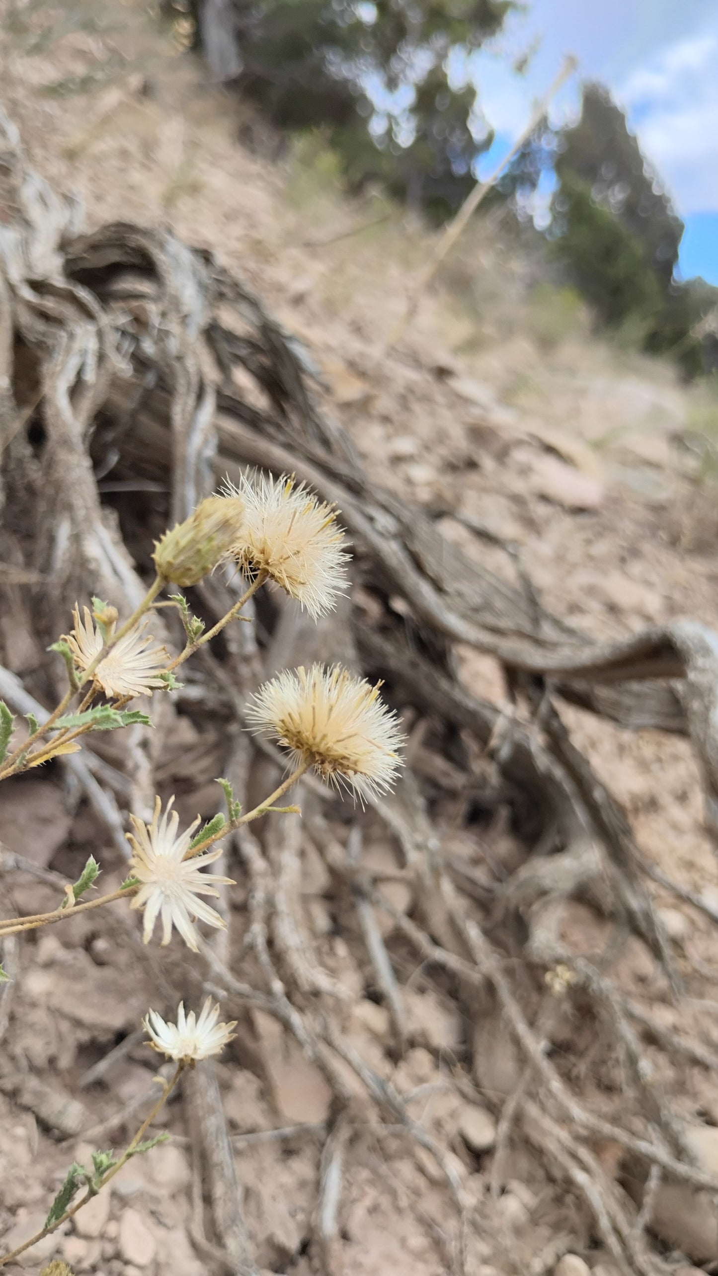 Xanthisma grindelioides (Rayless Tansyaster) 60 Seeds