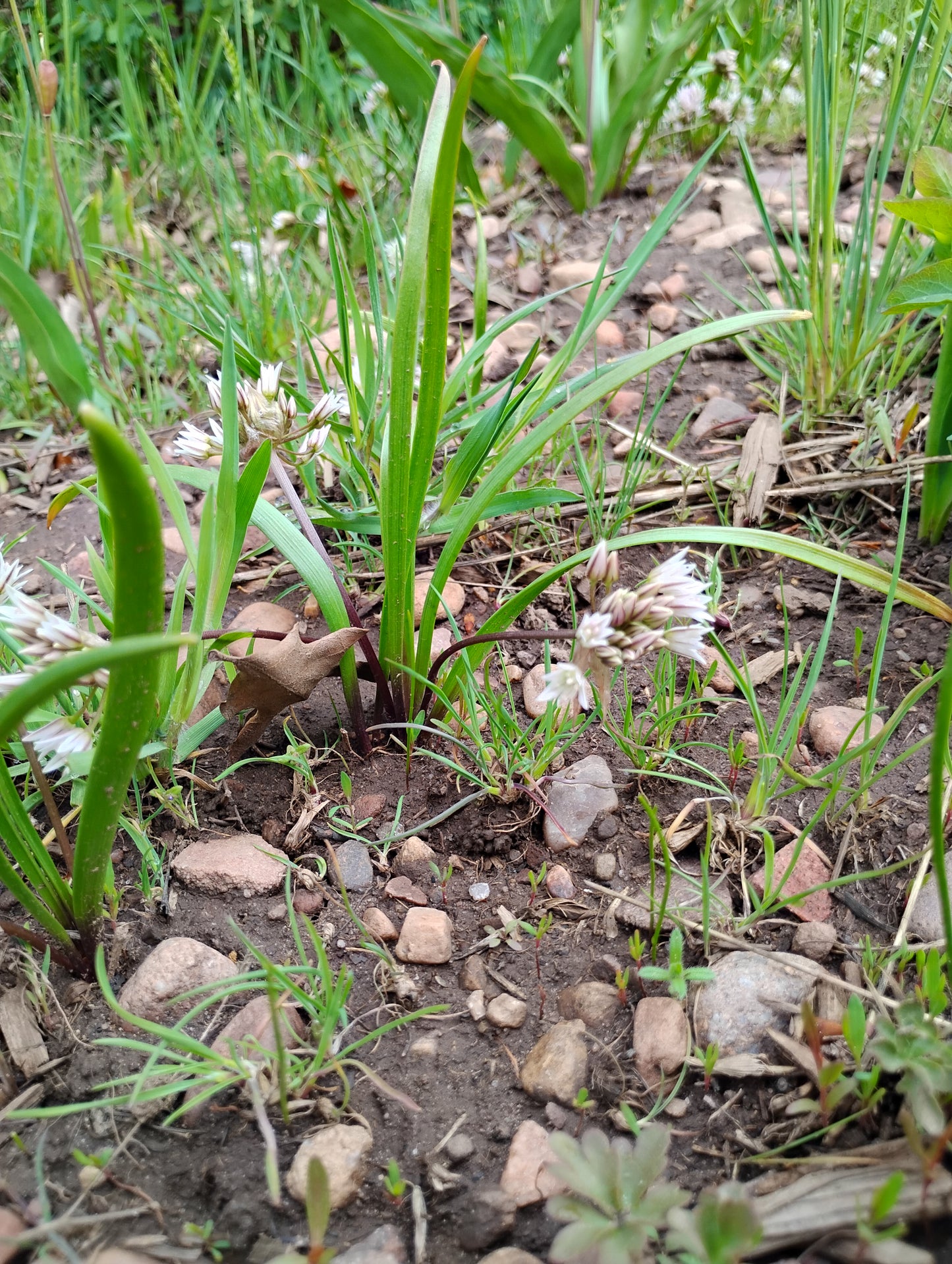 Allium brandegeei (Brandegee's Onion) 60 Seeds