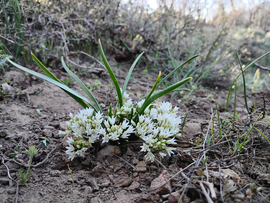Allium brandegeei (Brandegee's Onion) 60 Seeds