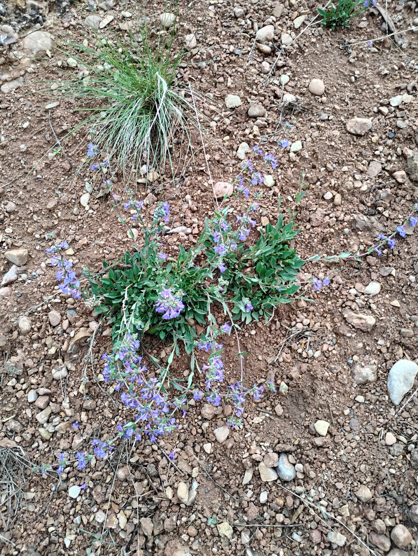 Penstemon humilis (Low Penstemon) 100 seeds