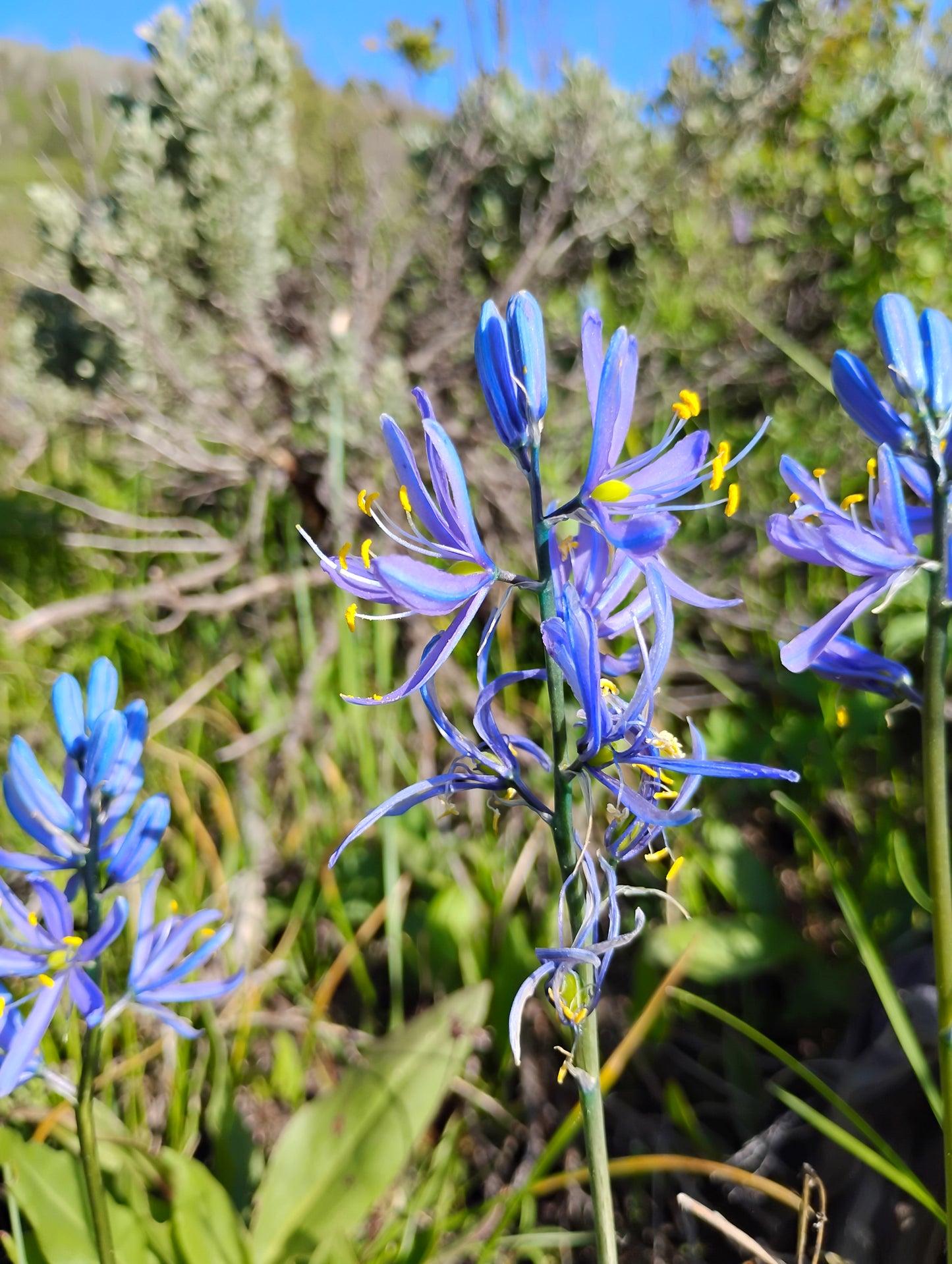 Camassia quamash ssp. utahensis (Utah Camas) 120 seeds