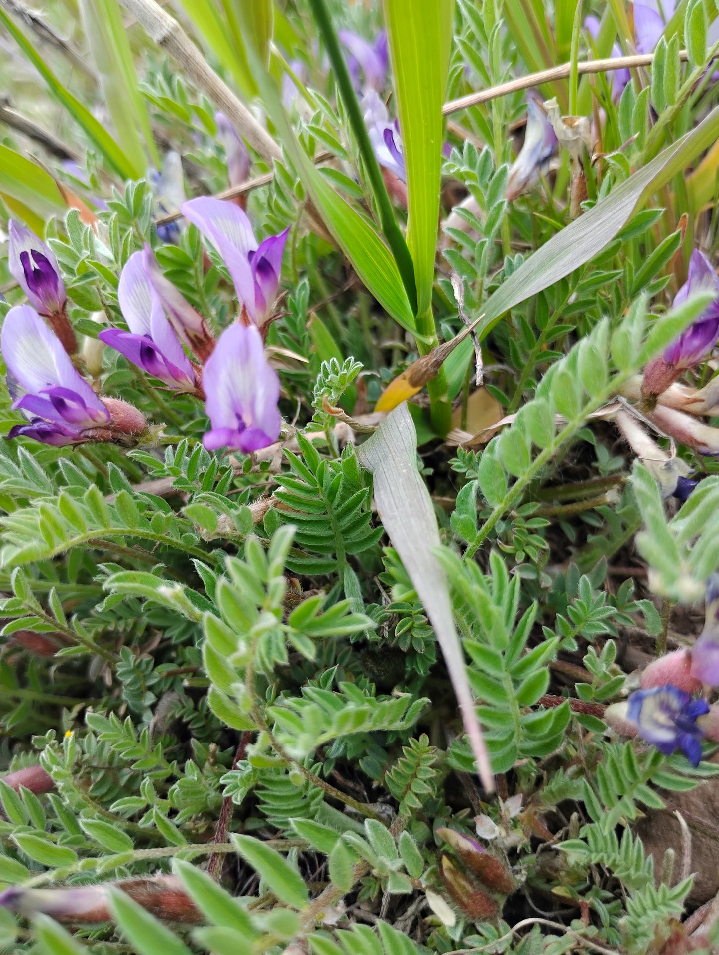Astragalus argophyllus var. martinii (Silverleaf aka Martin's Milkvetch) 80 Seeds