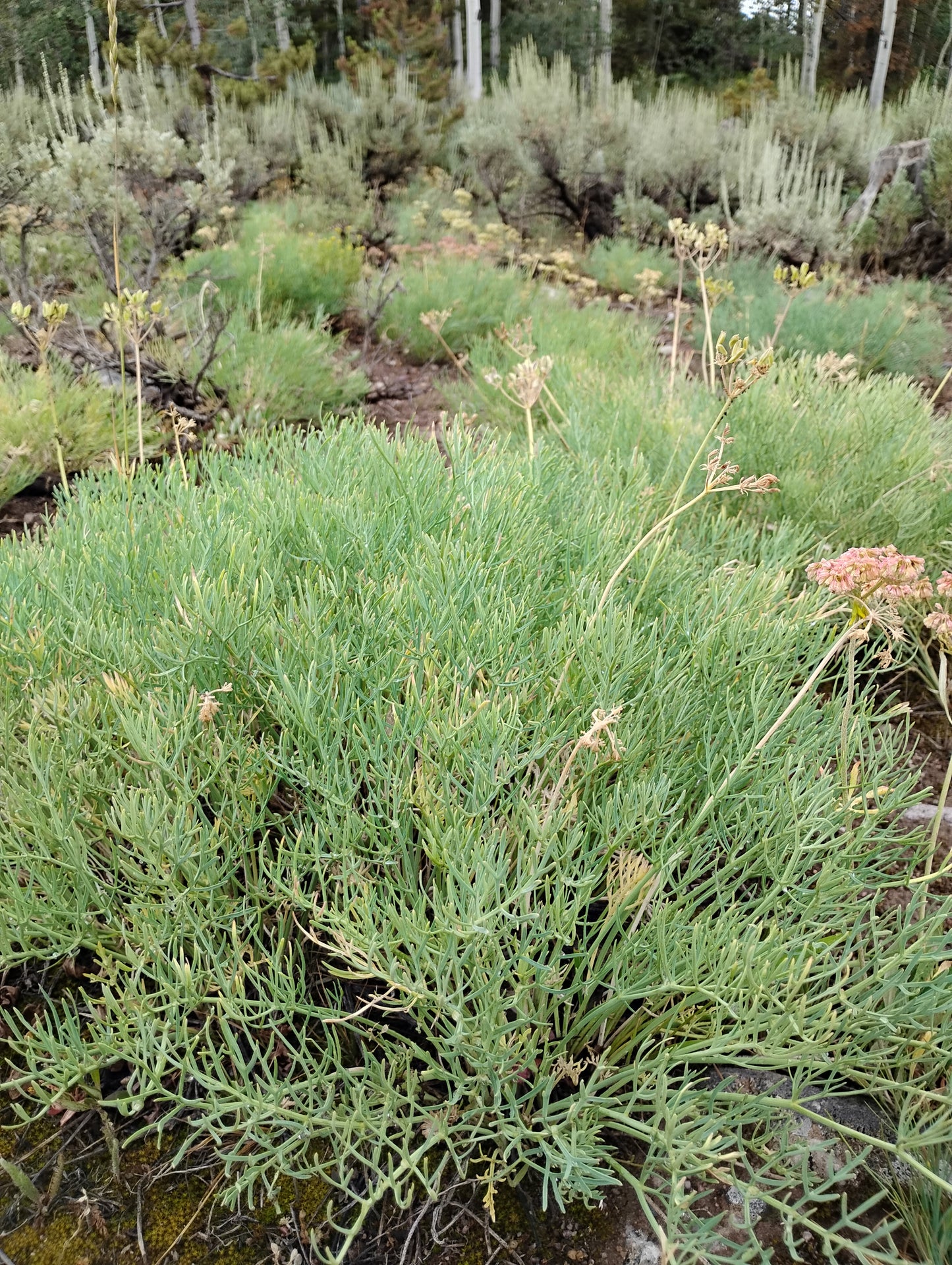 Lomatium graveolens var. graveolens (King Lomatium) 45 Seeds