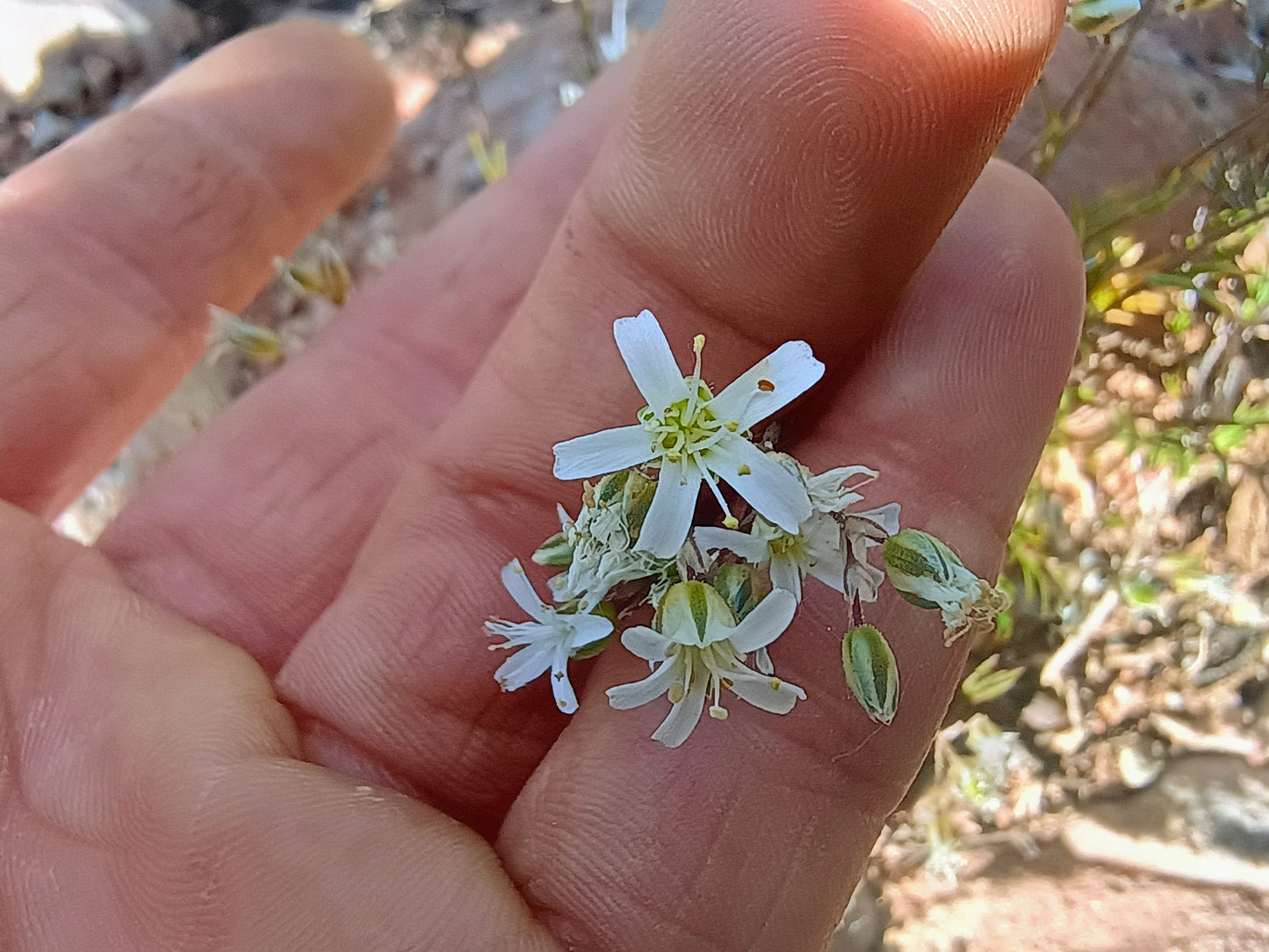 Eremogone kingii var. kingii (King's Sandwort) 90 Seeds