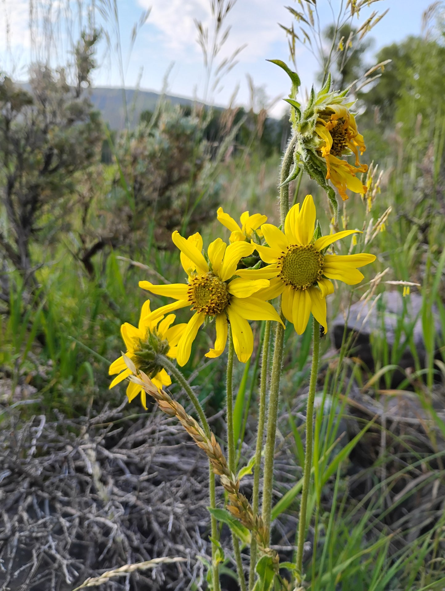 Helianthella quinquenervis (Dwarf Nodding Sunflower)