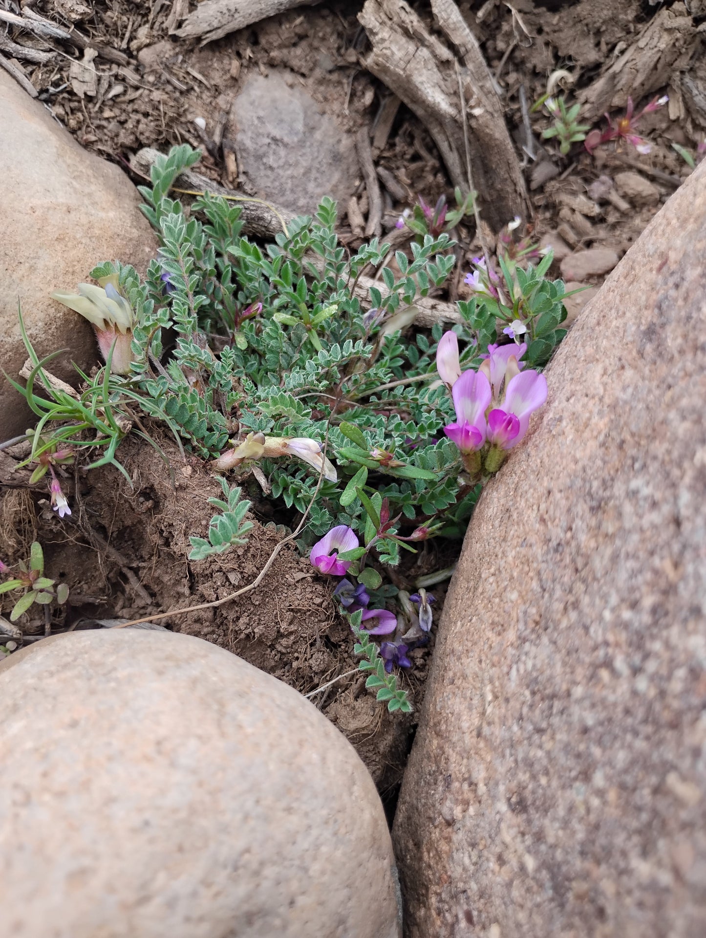 Astragalus argophyllus var. martinii (Silverleaf aka Martin's Milkvetch) 80 Seeds