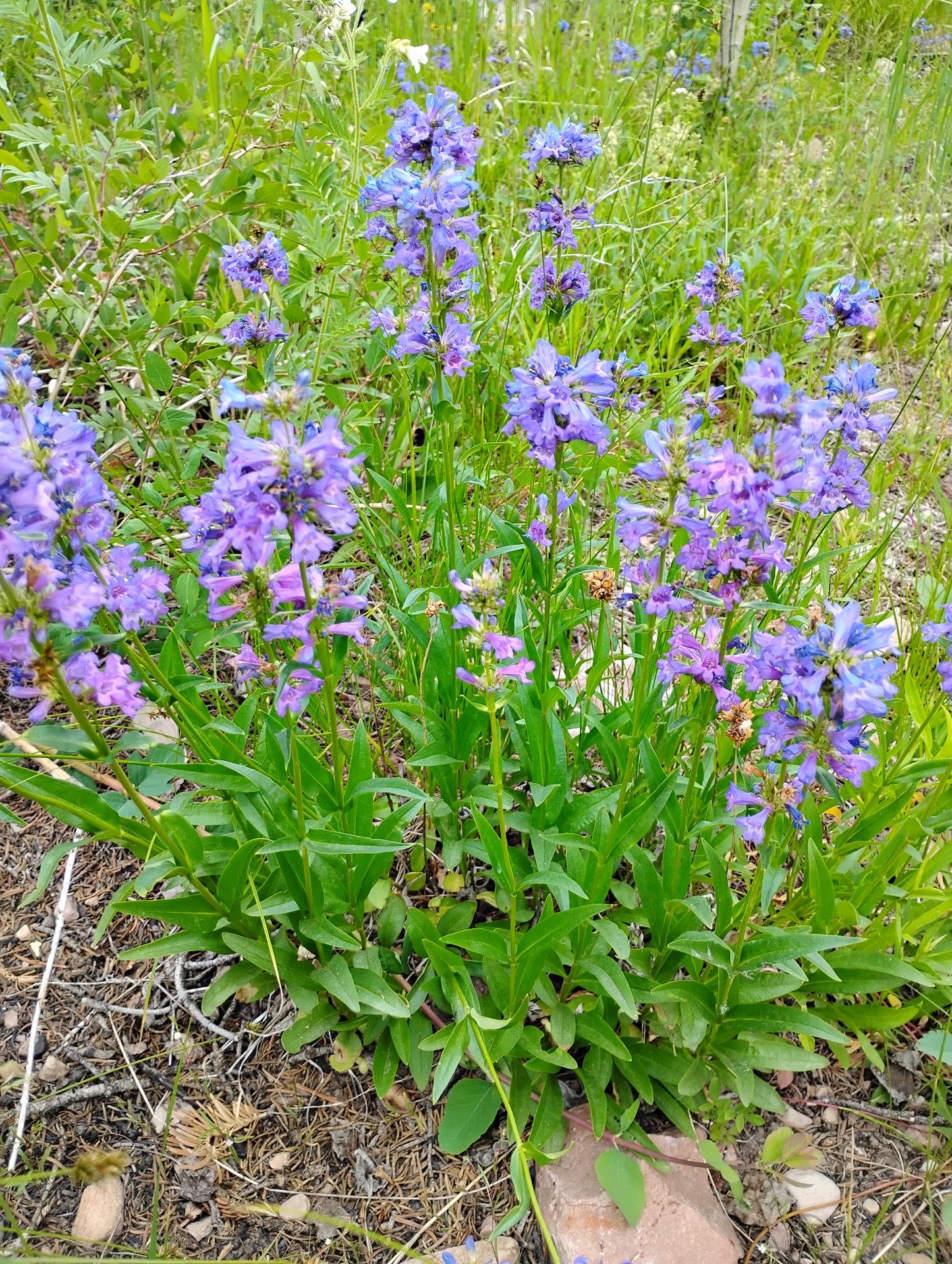 Penstemon procerus complex (Watson's/Rydberg's/Littleflower Penstemon)
