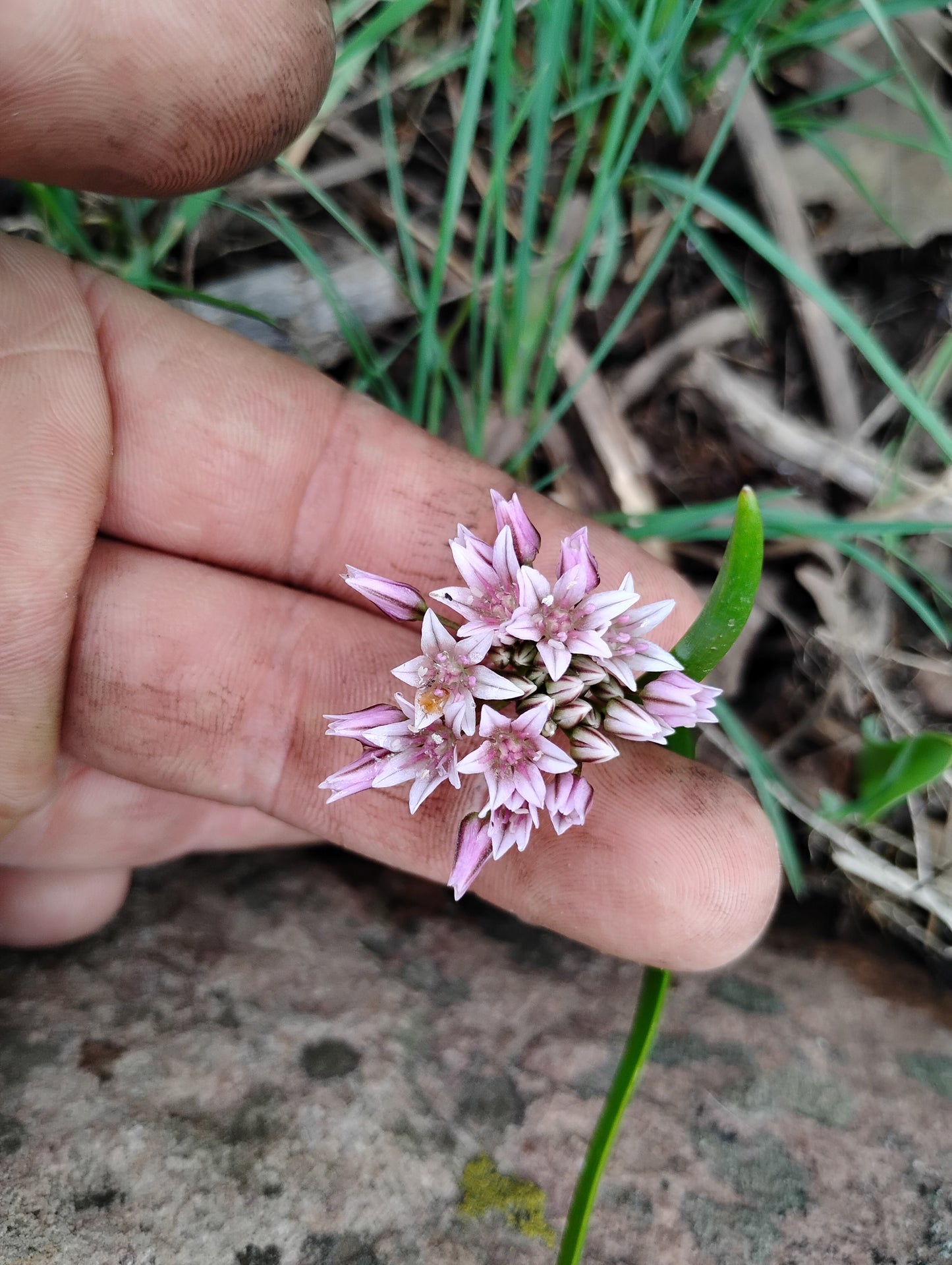 Allium brandegeei (Brandegee's Onion) 60 Seeds