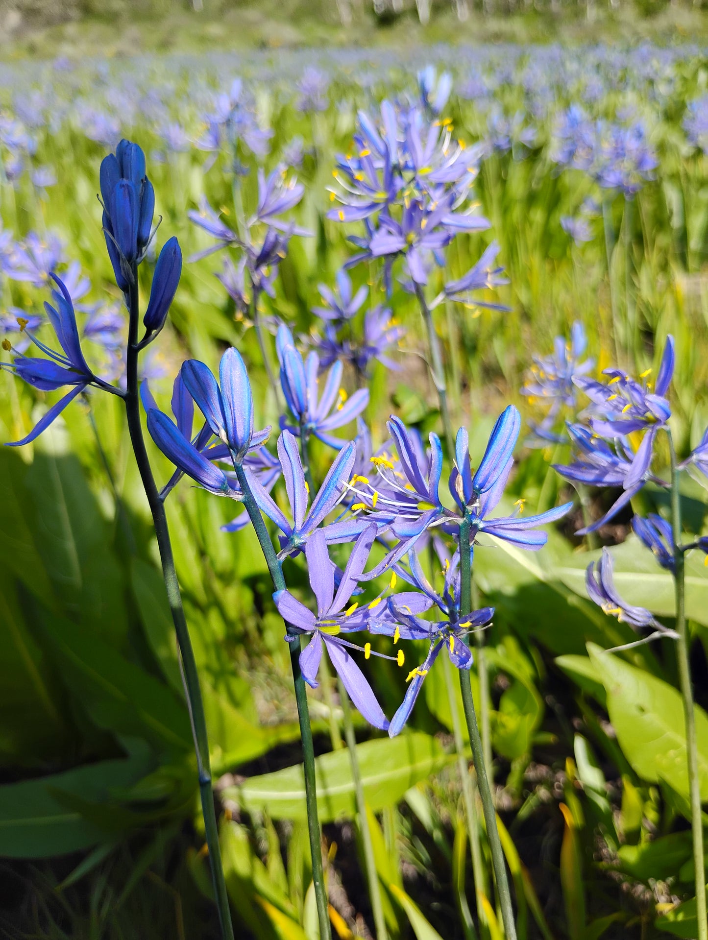 Camassia quamash ssp. utahensis (Utah Camas) 120 seeds