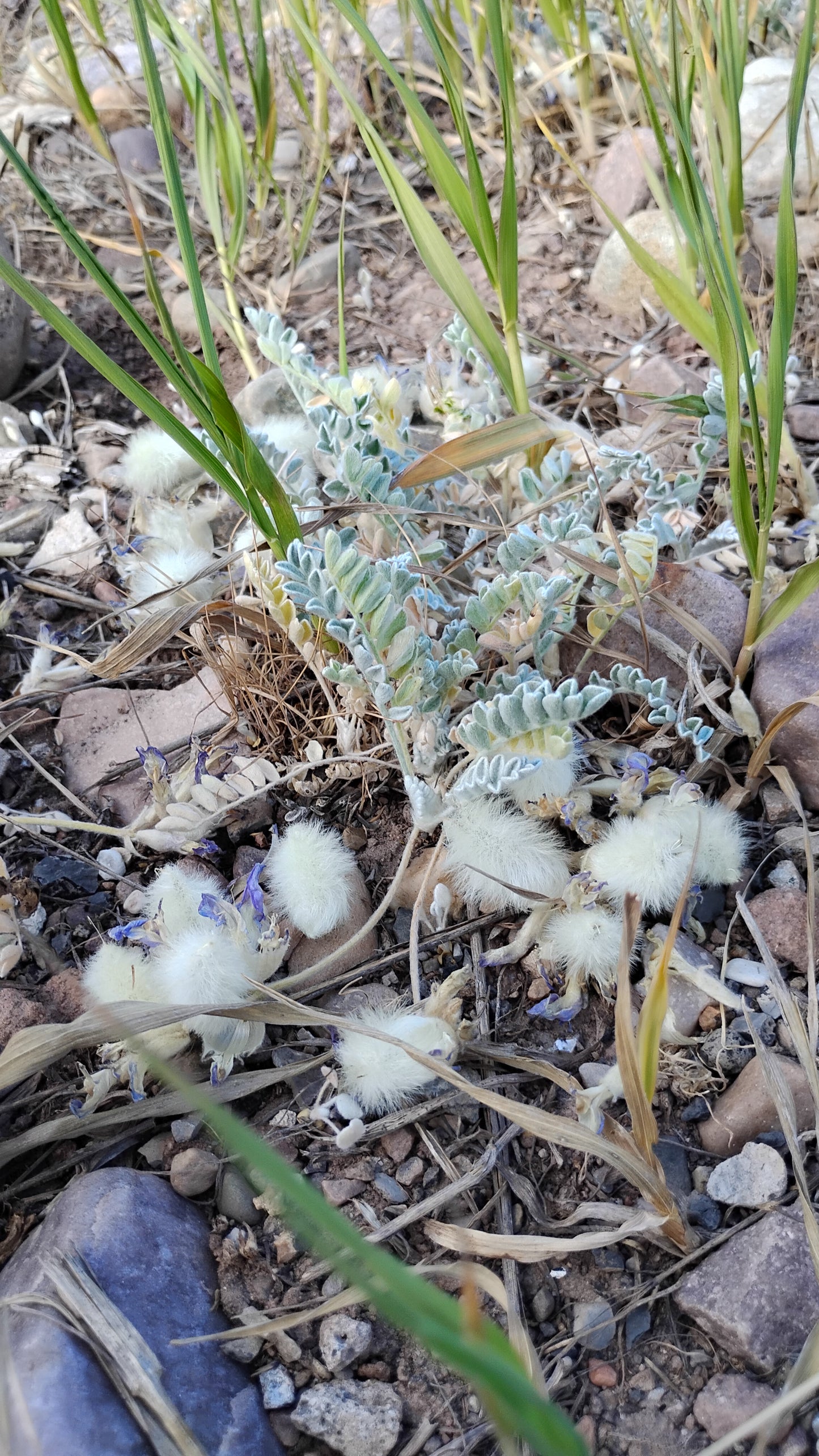 Astragalus purshii var. glareosus (Woollypod aka Gravel Milkvetch) 60 Seeds
