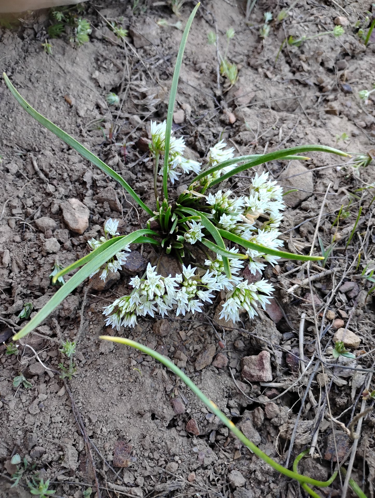 Allium brandegeei (Brandegee's Onion) 60 Seeds