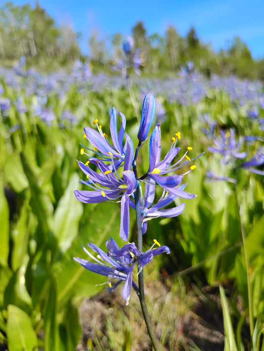 Camassia quamash ssp. utahensis (Utah Camas) 120 seeds