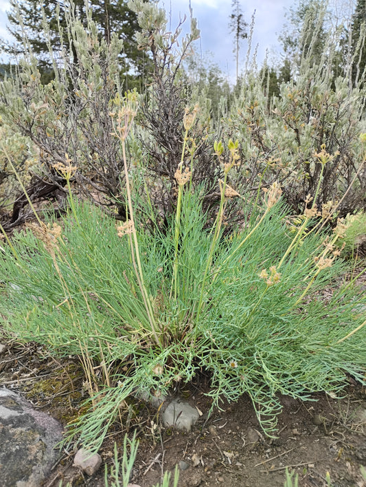 Lomatium graveolens var. graveolens (King Lomatium) 45 Seeds