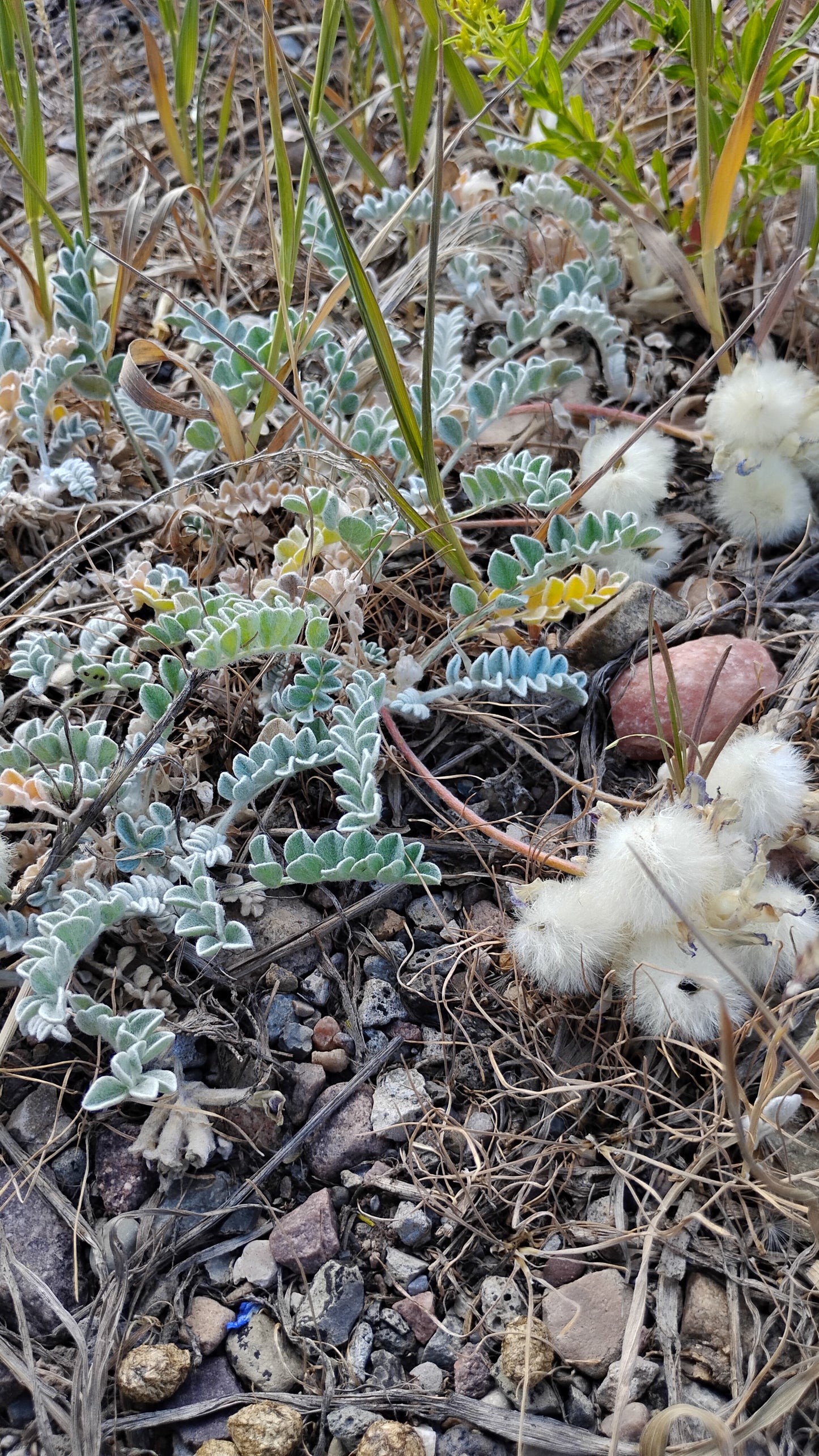 Astragalus purshii var. glareosus (Woollypod aka Gravel Milkvetch) 60 Seeds