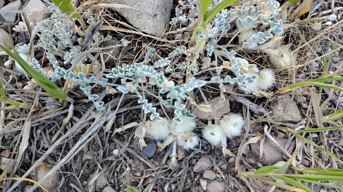 Astragalus purshii var. glareosus (Woollypod aka Gravel Milkvetch) 60 Seeds