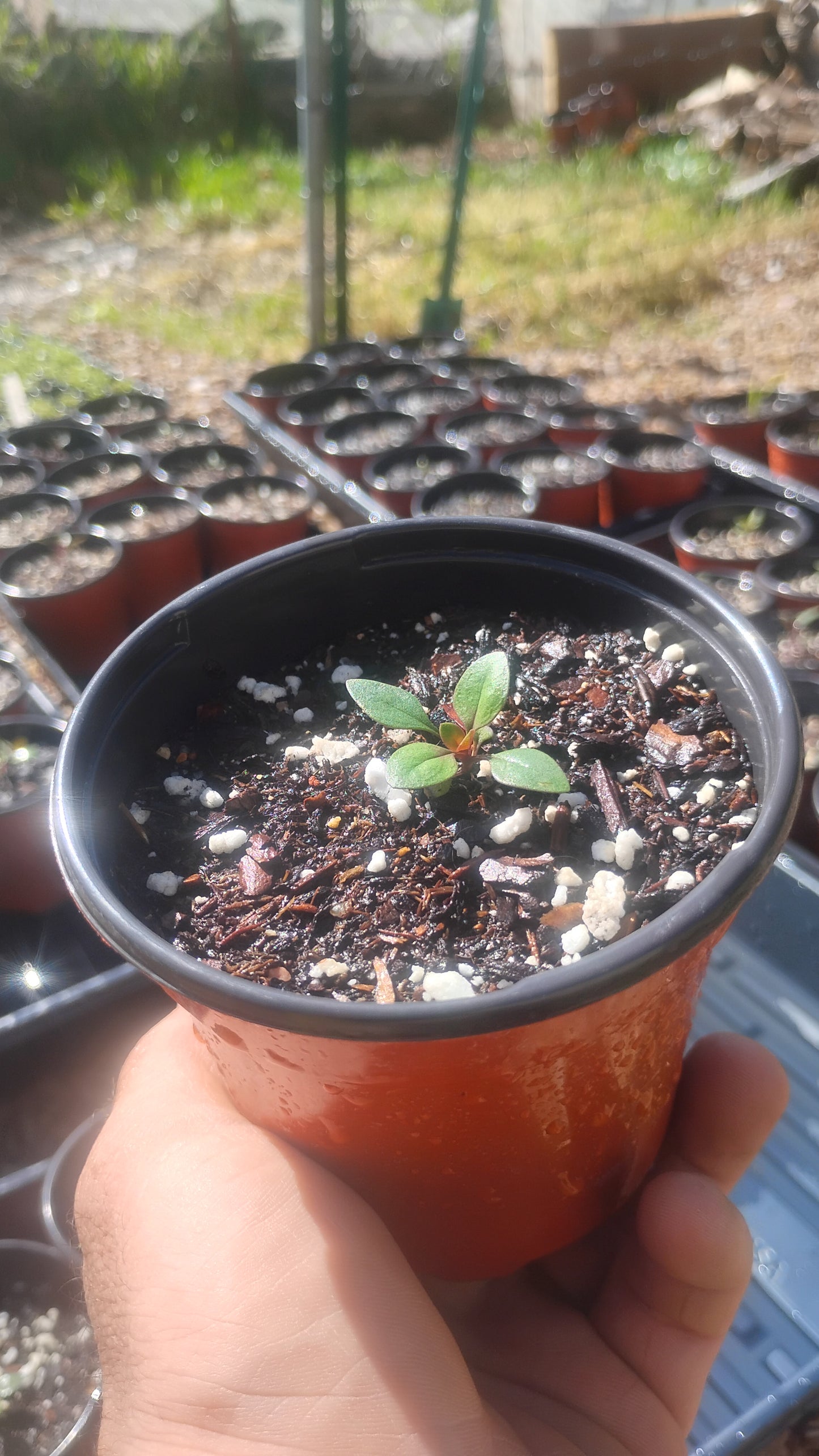 Penstemon humilis ssp. humilis (Low Penstemon)