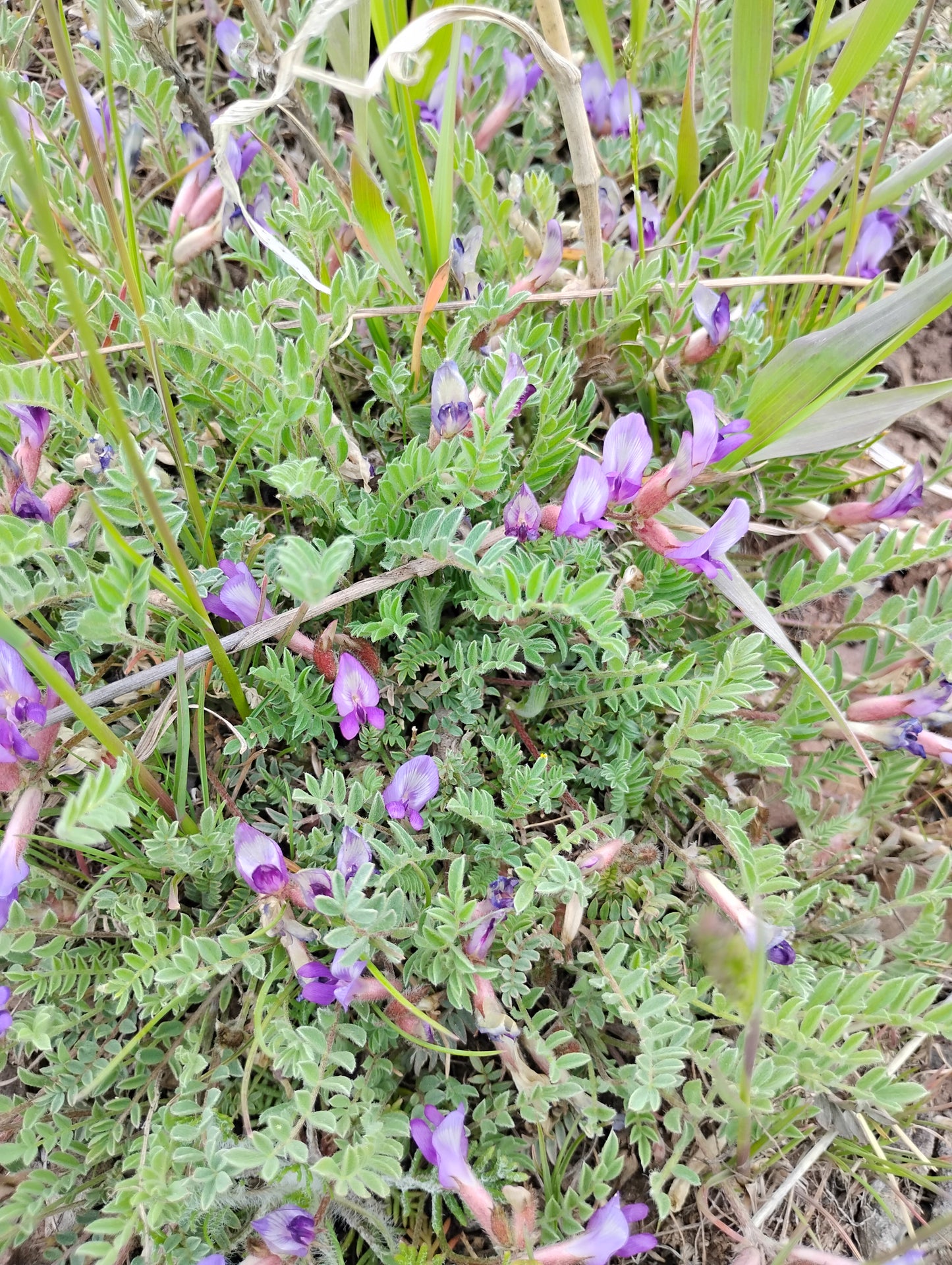 Astragalus argophyllus var. martinii (Silverleaf aka Martin's Milkvetch) 80 Seeds