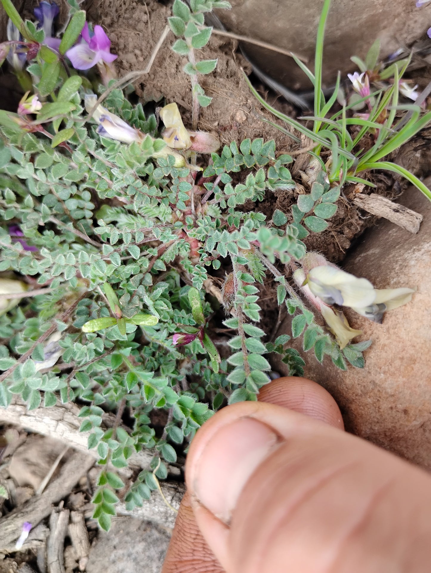 Astragalus argophyllus var. martinii (Silverleaf aka Martin's Milkvetch) 80 Seeds