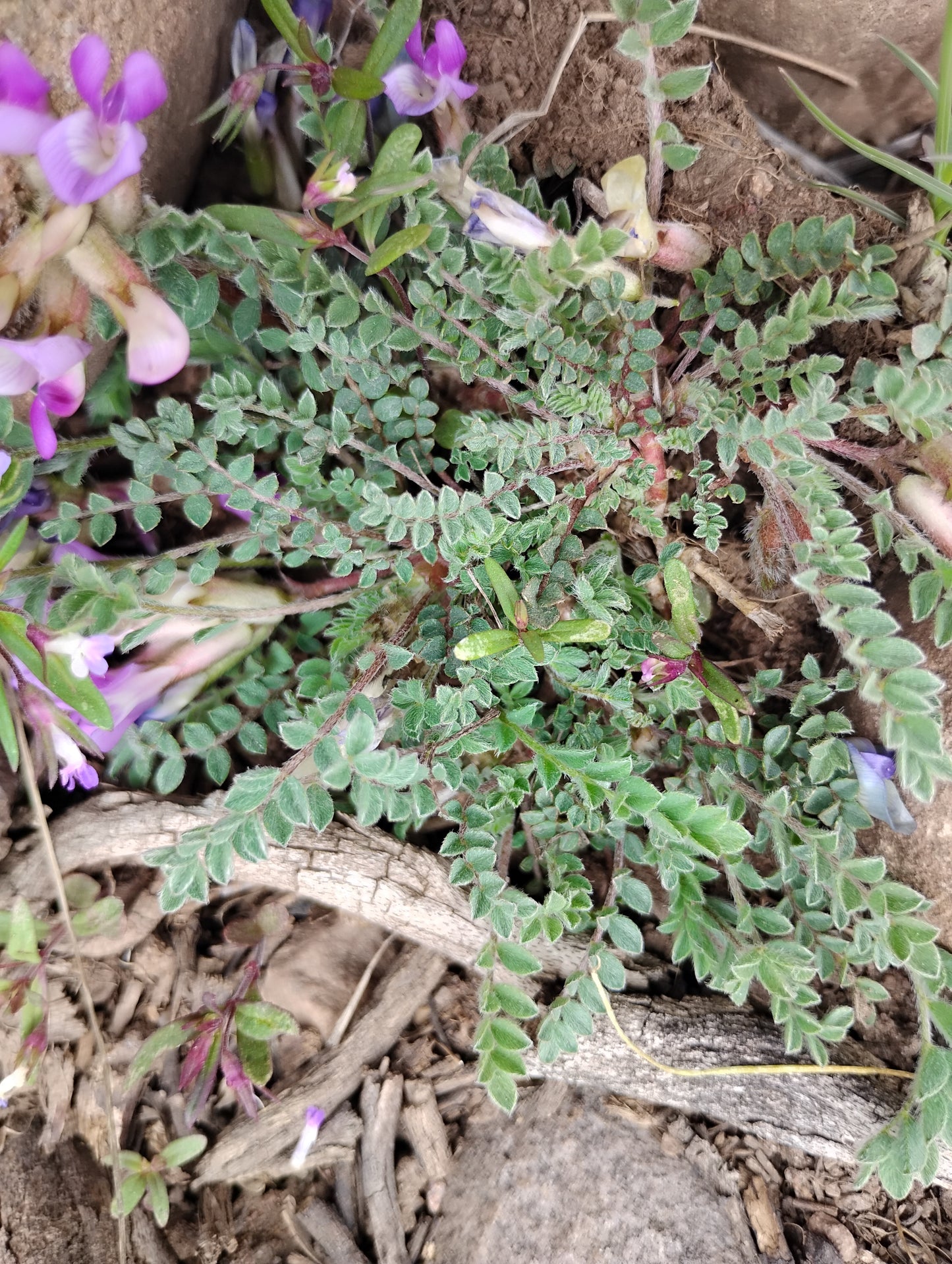 Astragalus argophyllus var. martinii (Silverleaf aka Martin's Milkvetch) 80 Seeds