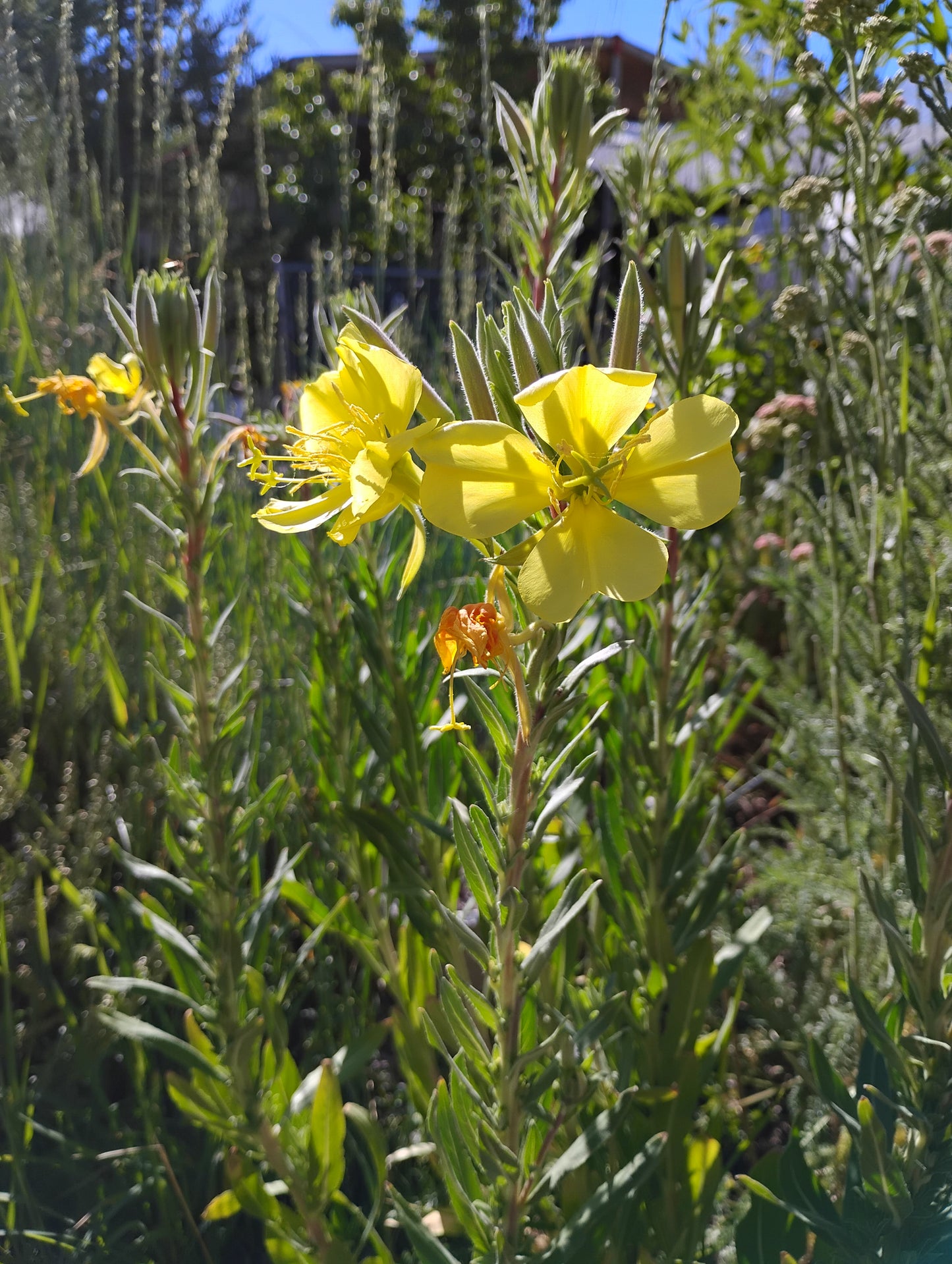 Oenothera elata (Tall Evening Primrose)