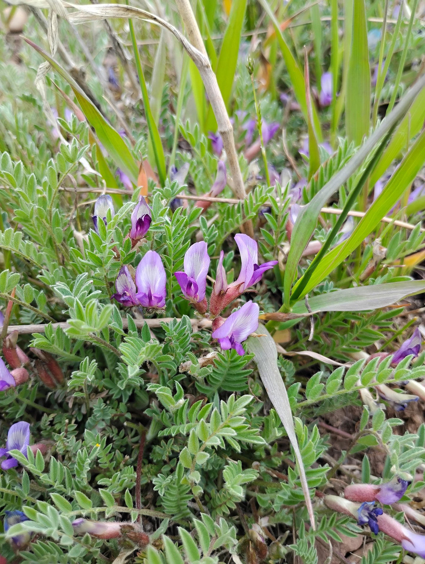 Astragalus argophyllus var. martinii (Silverleaf aka Martin's Milkvetch) 80 Seeds