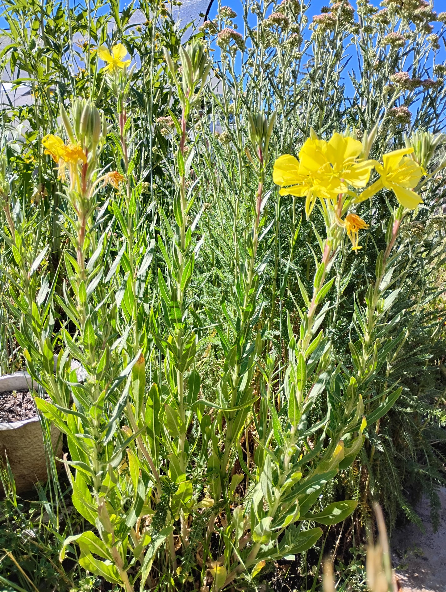 Oenothera elata (Tall Evening Primrose)