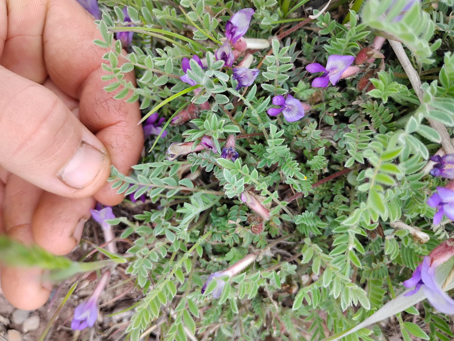 Astragalus argophyllus var. martinii (Silverleaf aka Martin's Milkvetch) 80 Seeds