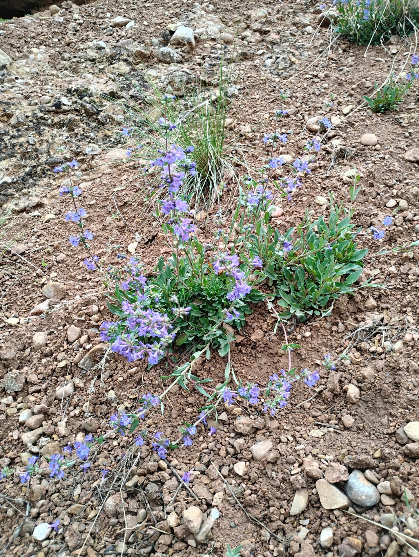 Penstemon humilis (Low Penstemon) 100 seeds