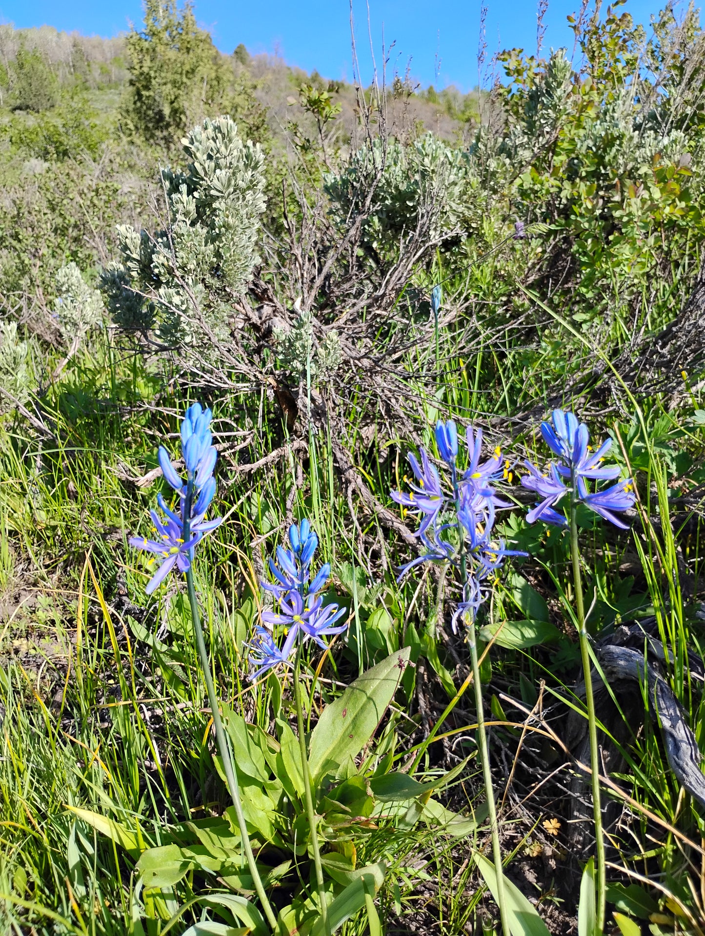 Camassia quamash ssp. utahensis (Utah Camas) 120 seeds