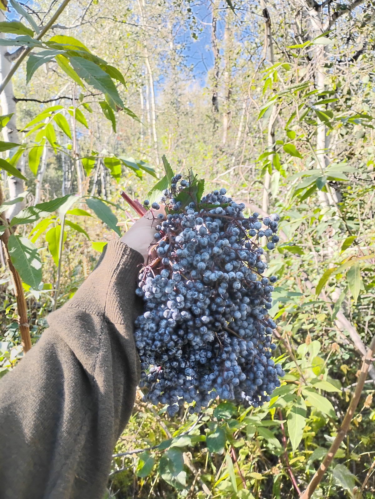 Sambucus cerulea var. cerulea (Blue Elderberry)