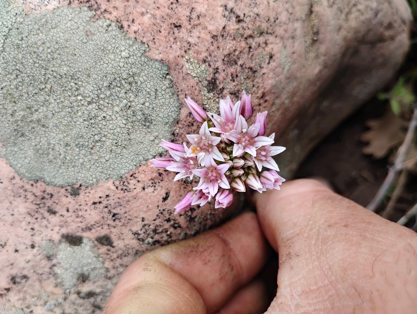 Allium brandegeei (Brandegee's Onion) 60 Seeds