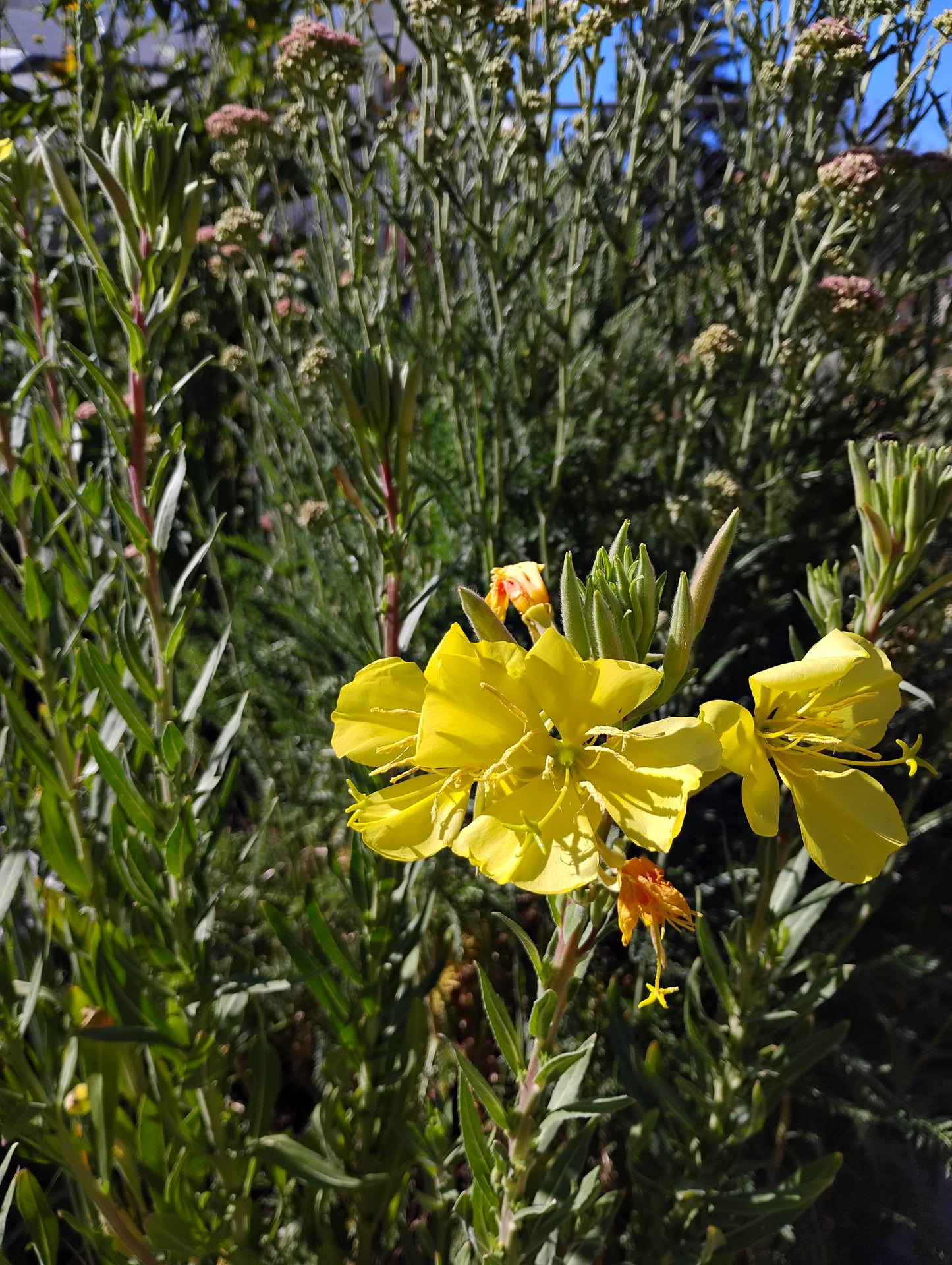 Oenothera elata (Tall Evening Primrose)
