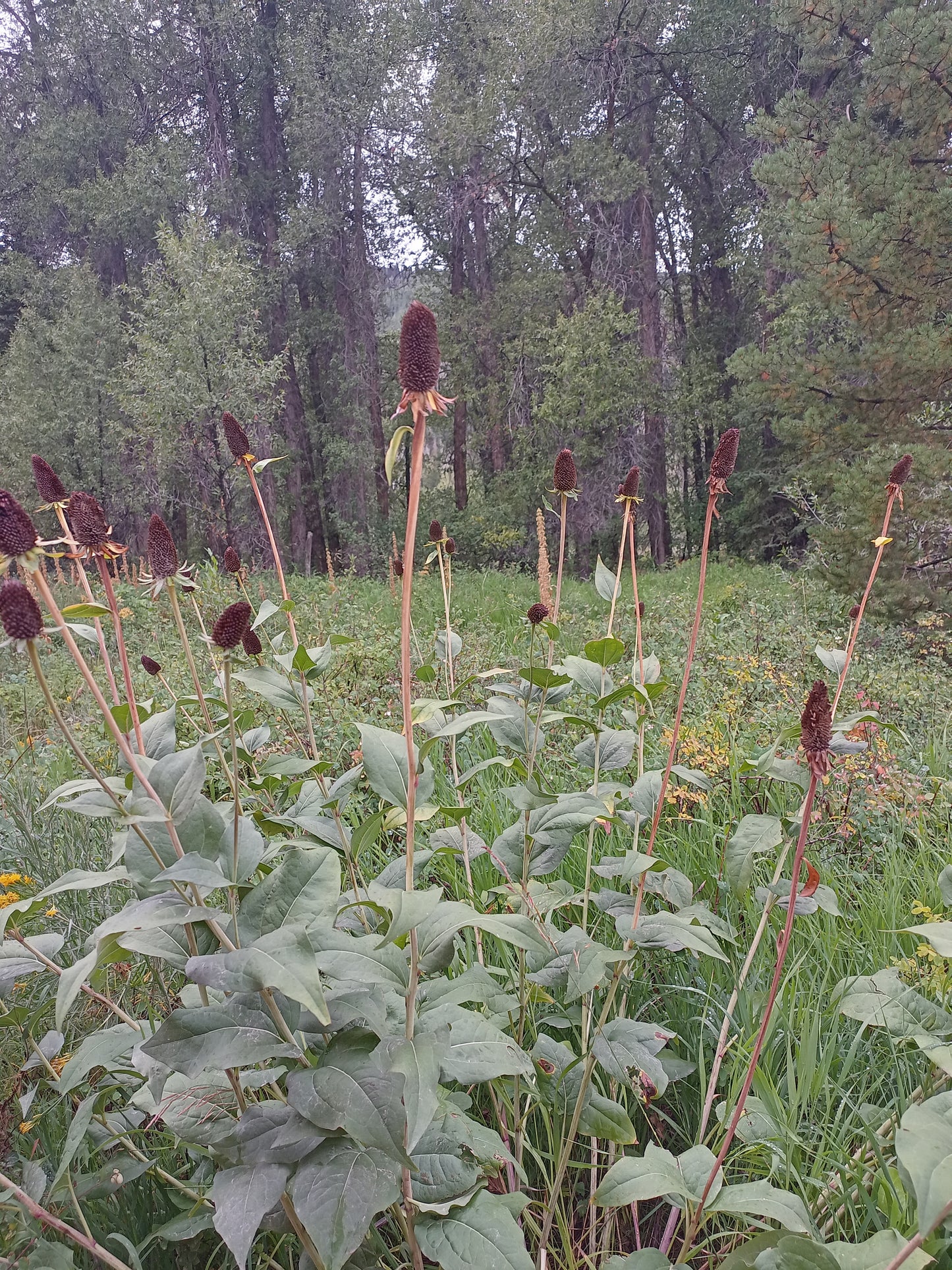 Rudbeckia occidentalis v. occidentalis (Western Coneflower)